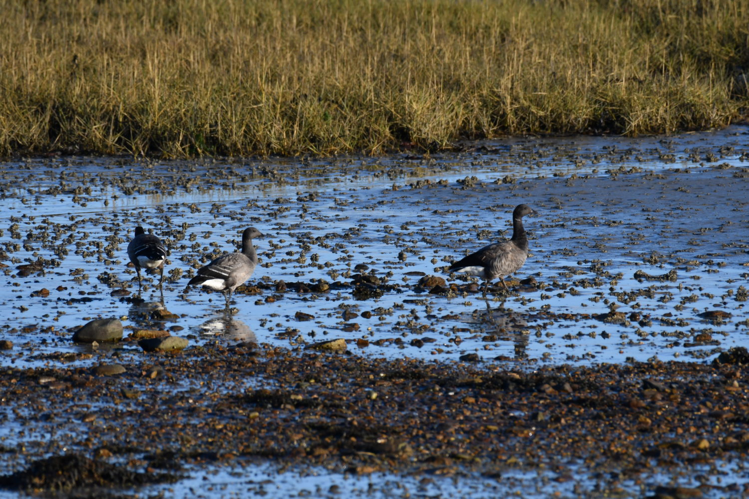 Rencontre avec les oiseaux migrateurs